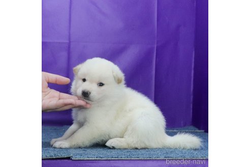 成約済の愛知県の柴犬-329245の4枚目